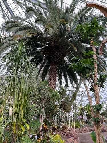 熱帯植物のある温室