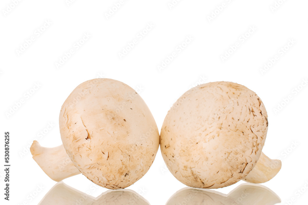 Two organic mushrooms, close-up, isolated on white background. Two organic mushrooms, close-up, isolated on white background.
