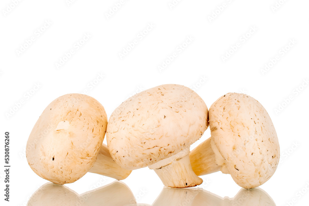 Three organic mushrooms, close-up, isolated on white background. Three organic mushrooms, close-up, isolated on white background.