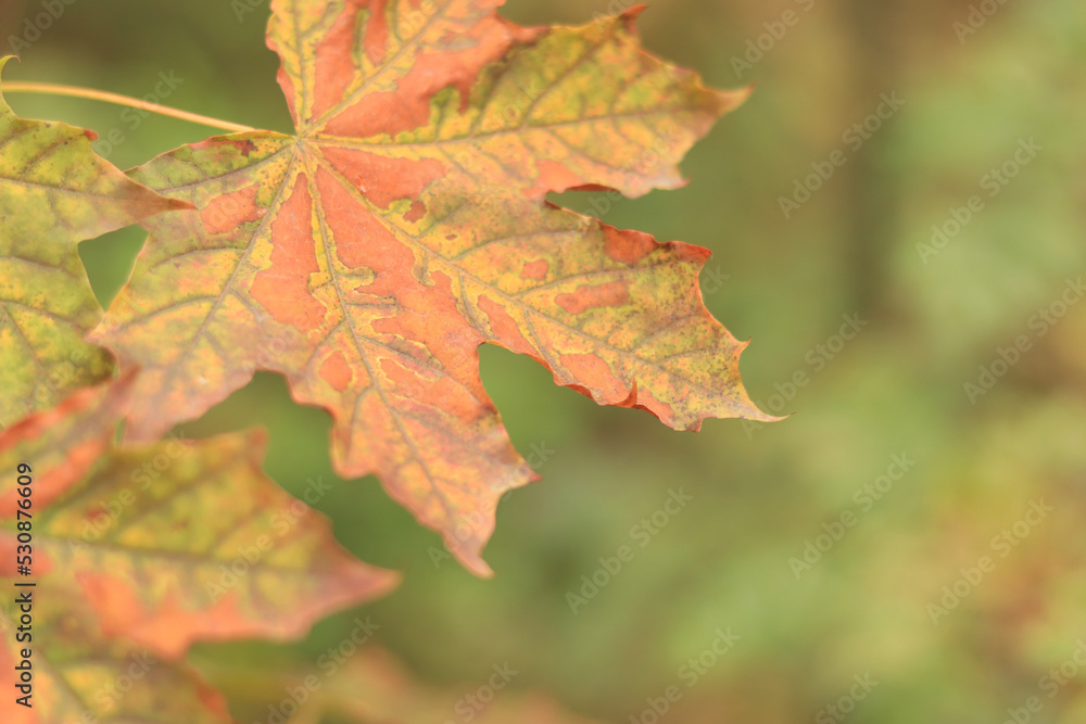 Selective focus on maple leaves in autumn forest. Leaves close-up with spots from yellowing. Nature. Change of season in the forest Selective focus on maple leaves in autumn forest. Leaves close-up with spots from yellowing. Nature. Change of season in the forest