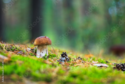 porcini mushroom in the forest close-up, macro, autumn mushrooms.