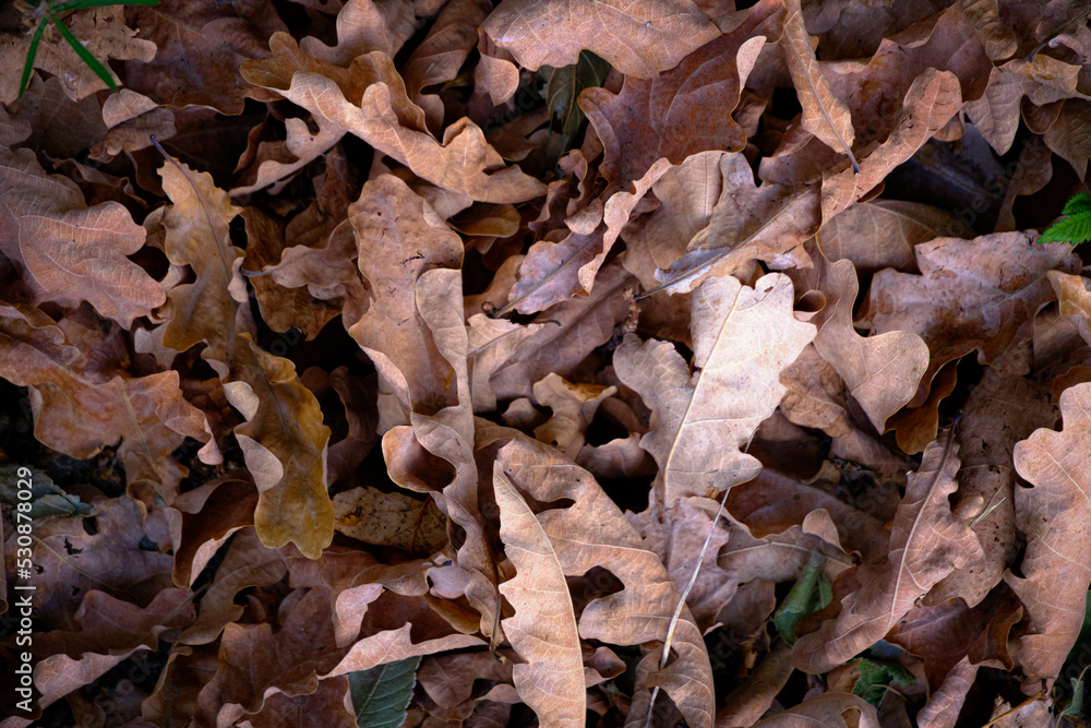Fallen leaves from the oak, the onset of autumn.