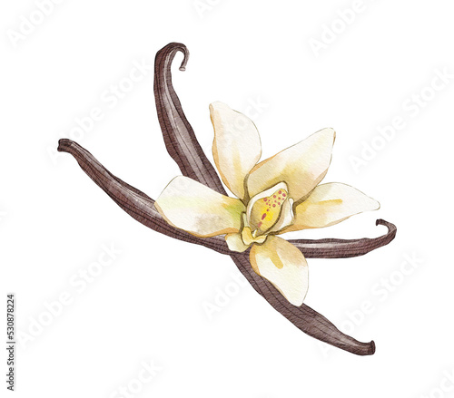 Vanilla bean with flower watercolour illustration isolated on white background photo