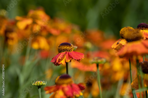 Beautiful autumn orange flowers.