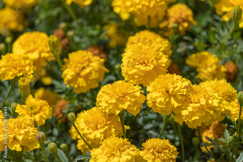 Marigold or yellow flowers on green background.