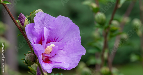Purple hibiscus flower outdoor in sunny backyard.