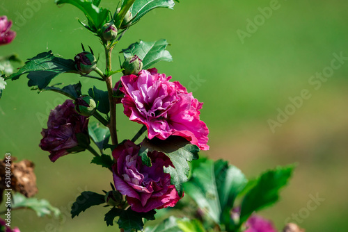 Pink hibiscus flower outdoor in sunny backyard..