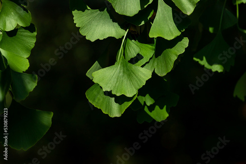 Ginkgo biloba leaves. Close-up of Ginkgo biloba leaves back lit.
