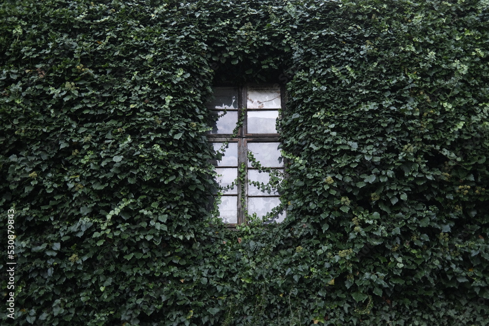 window with ivy window with ivy