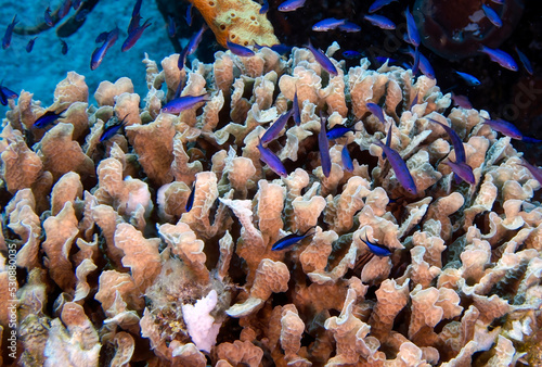 Canvas Print Juvenile Creole Wrasse (Clepticus parrae) in Cozumel, Mexico