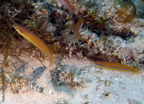 Juvenile Yellowhead Wrasse (Halichoeres garnoti) in Cozumel, Mexico photo