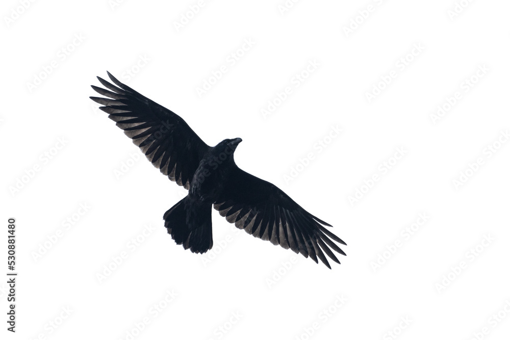 Obraz premium black raven flying isolated on white background