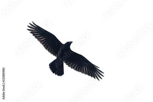 black raven flying isolated on white background