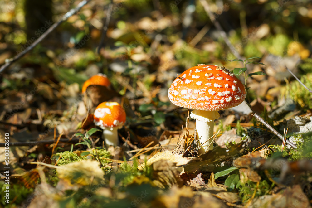 Bright red fly agaric mushroom with white dots in autumn forest near yellow leaves, lingonberry bushes, moss. Poisonous mushroom grows in sun. Nature, seasonal autumn forest, outdoor walk, mushrooms Bright red fly agaric mushroom with white dots in autumn forest near yellow leaves, lingonberry bushes, moss. Poisonous mushroom grows in sun. Nature, seasonal autumn forest, outdoor walk, mushrooms