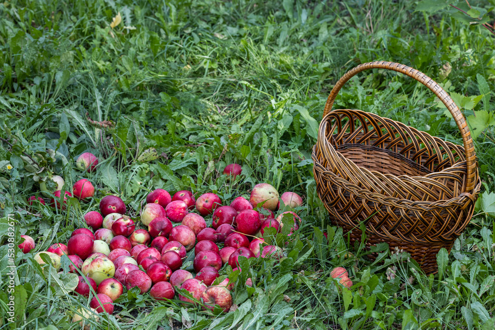 red ripe apple lies on the grass in the garden