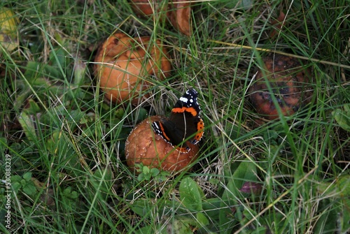 Wallpaper Mural butterfly Torontodigital.ca