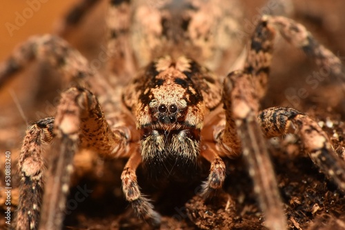 Closeup of the eyes of the infamous but actually harmless Mediterranean Spiny False Wolf Spider Zoropsis spinimana, found in Italy.