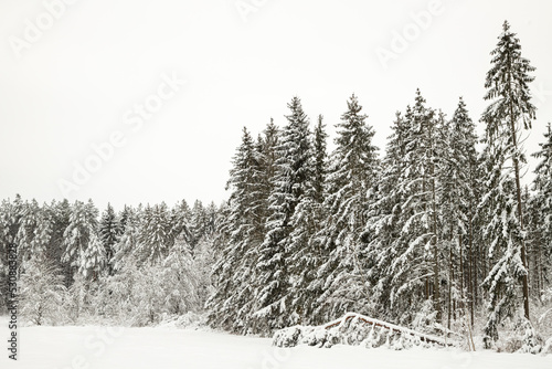 Forest after a heavy snowfall. Winter landscape. Day in the winter forest with freshly fallen snow
