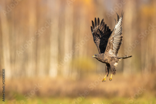 Common buzzard (Buteo buteo) in the fields, buzzards in natural habitat, hawk bird on the ground, predatory bird close up flying bird