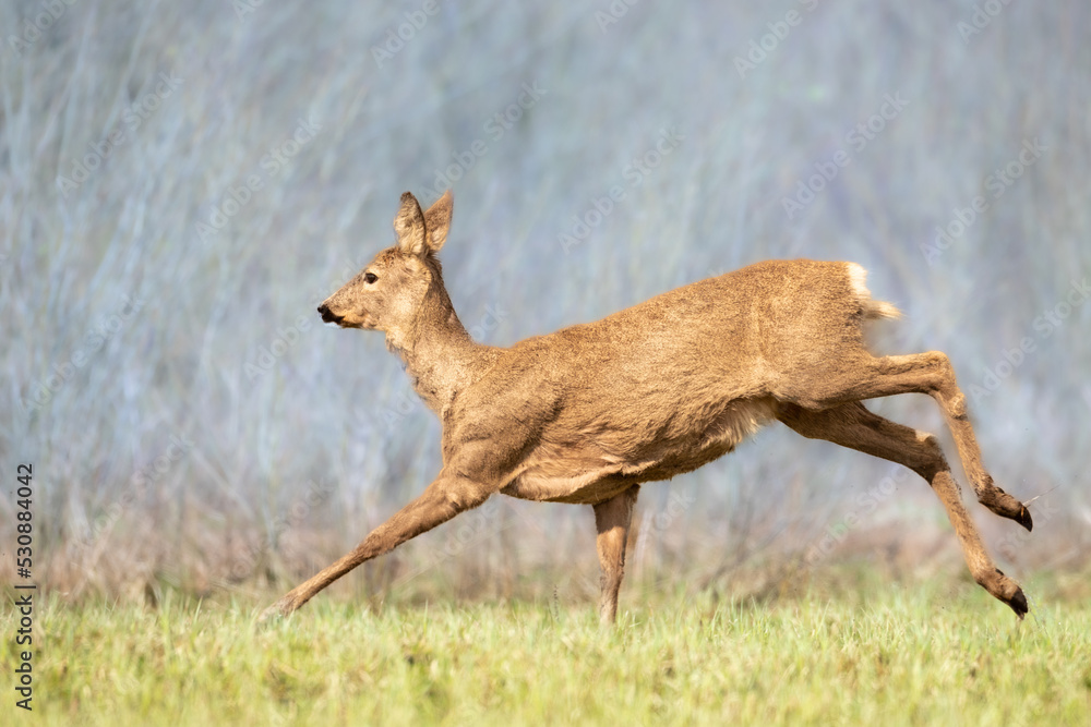 Naklejka premium female roe deer Capreolus capreolus Majestic roe deer, capreolus capreolus, approaching on green meadow in spring. Male mammal with orange fur walking through grass