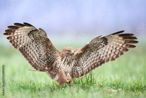 Common buzzard (Buteo buteo) in the fields, buzzards in natural habitat, hawk bird on the ground, predatory bird close up flying bird