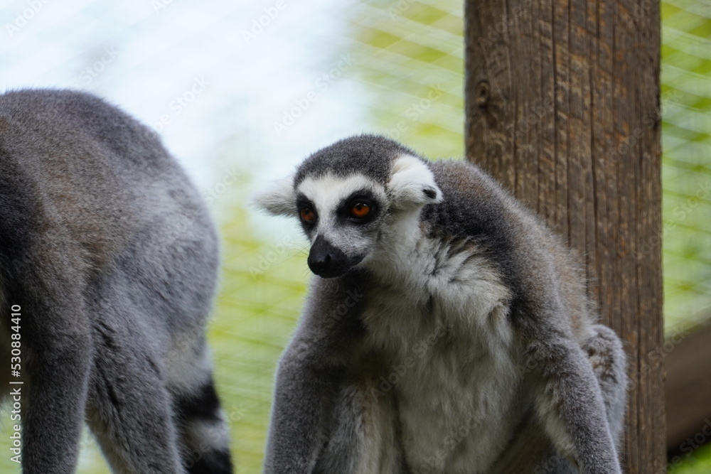 Fototapeta premium Ring tailed lemur