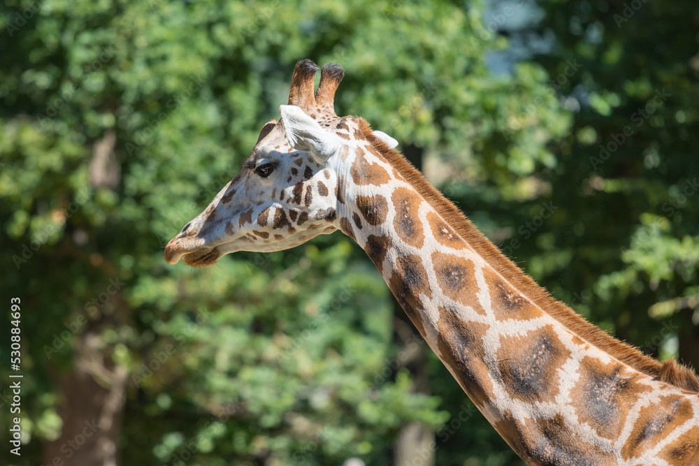Giraffe head and neck. In the background are trees. Giraffe head and neck. In the background are trees.