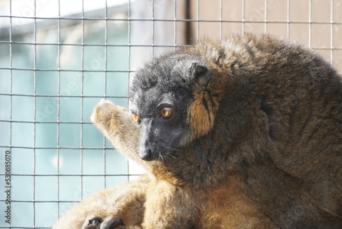Collared brown lemur