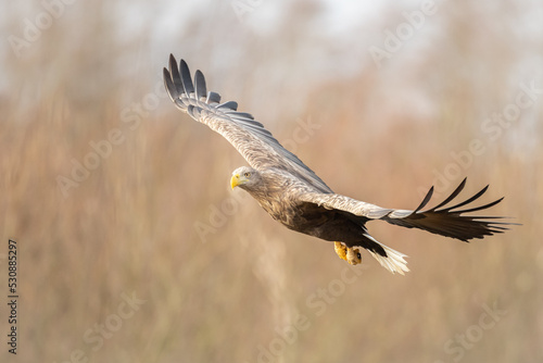 Majestic predator White-tailed eagle, Haliaeetus albicilla in Poland wild nature flying bird