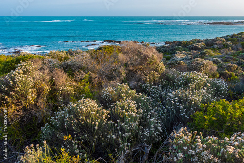 Typical coastal fynbos vegetation in the Cape Agulhas region. L'Agulhas in the Overberg, Western Cape, South Africa.