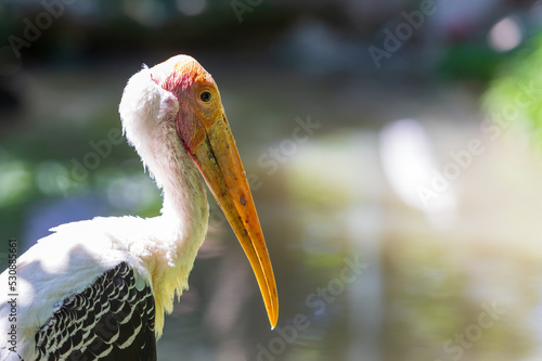 Big bird Nesyt afrika - Mycteria ibis from the Storks family stands in a meadow and there are green bushes around. photo
