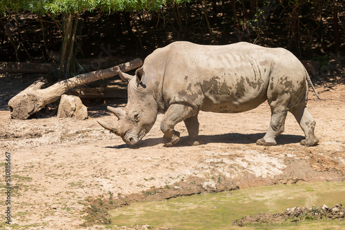 Blunt-nosed rhinoceros - Ceratotherium simum runs across the meadow under the trees.