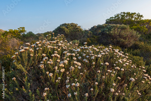 Typical coastal fynbos vegetation in the Cape Agulhas region. L'Agulhas in the Overberg, Western Cape, South Africa.