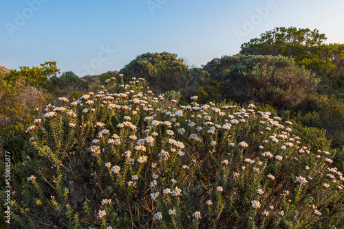 Typical coastal fynbos vegetation in the Cape Agulhas region. L'Agulhas in the Overberg, Western Cape, South Africa. photo