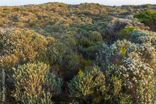 Typical coastal fynbos vegetation in the Cape Agulhas region. L'Agulhas in the Overberg, Western Cape, South Africa. photo