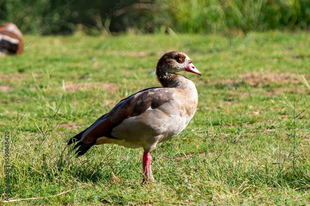 Duck in the park Duck in the park