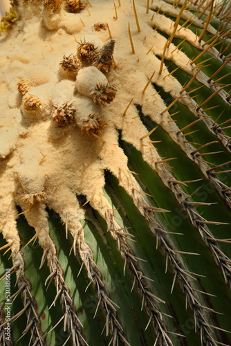 Giant golden barrel cactus, viznaga, or biznaga de dulce, largest barrel cacti, native to central Mexico photo