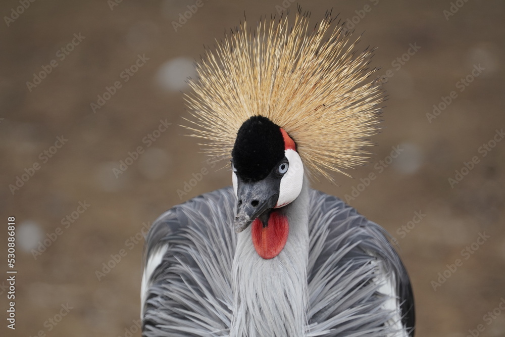 Obraz premium Grey crowned crane