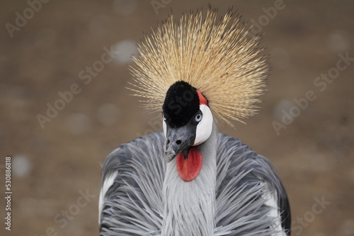 Grey crowned crane photo