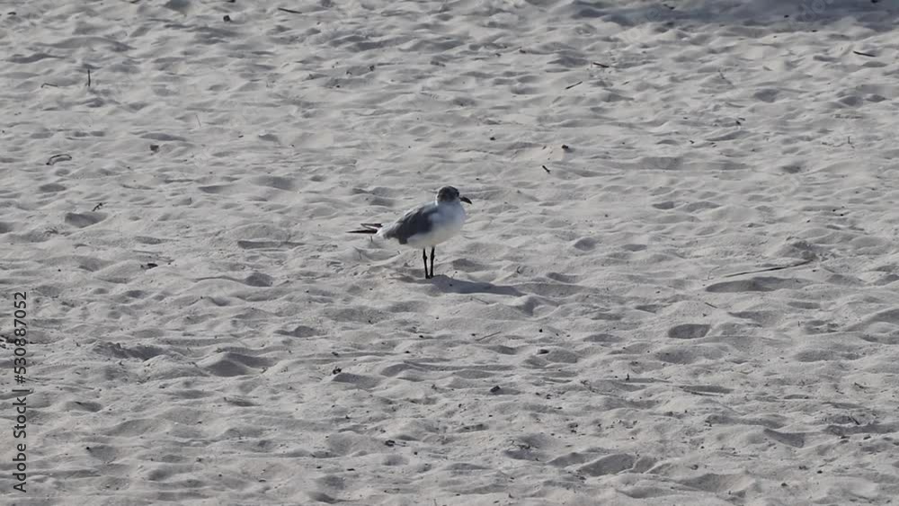 Seagull Seagulls walking on beach sand Playa del Carmen Mexico. Seagull Seagulls walking on beach sand Playa del Carmen Mexico.