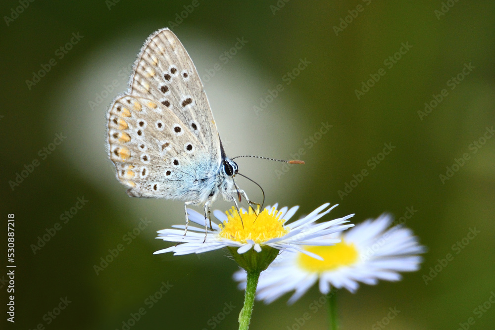 Motyl modraszek ikar Motyl modraszek ikar