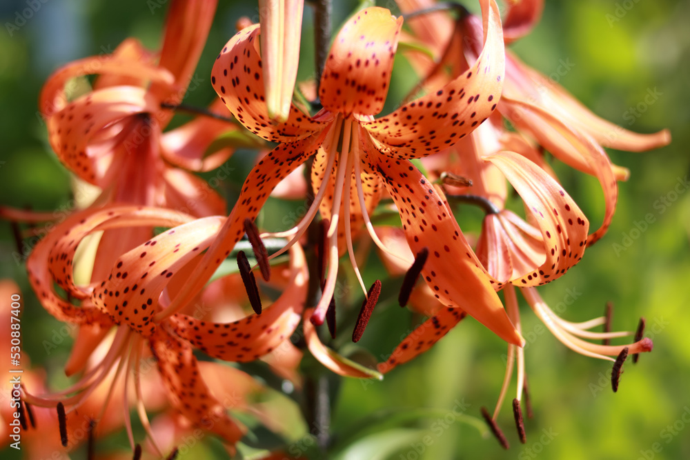 Tiger lily flower. Red lily. Lilium lancifolium. Beautiful flower of orange Lily in the garden on a summer day. Lilium tigrinum. Orange lily close up. Lilium Lancifolium. Floral background. Summer Tiger lily flower. Red lily. Lilium lancifolium. Beautiful flower of orange Lily in the garden on a summer day. Lilium tigrinum. Orange lily close up. Lilium Lancifolium. Floral background. Summer