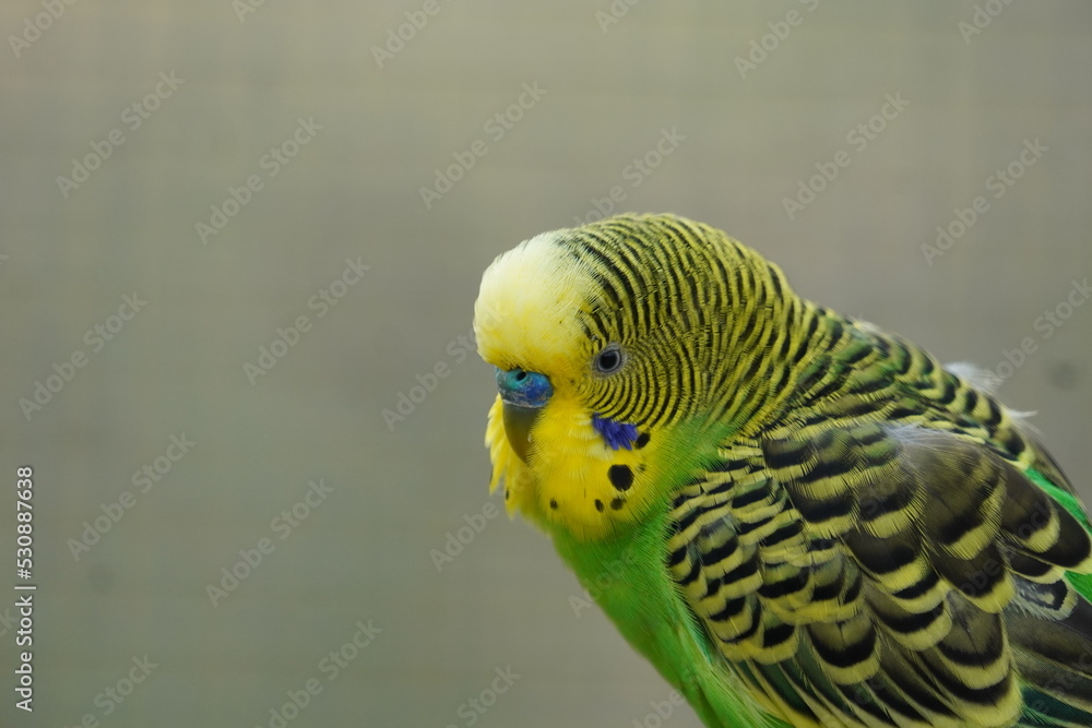 Fototapeta premium Budgerigar