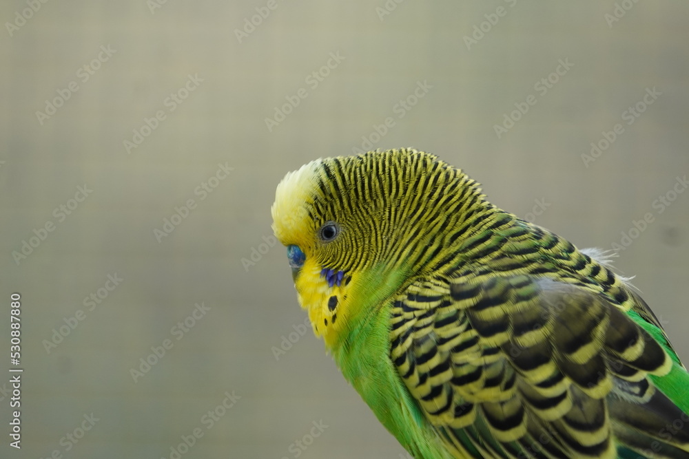 Fototapeta premium Budgerigar