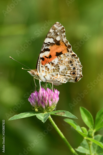 Motyl rusałka osetnik