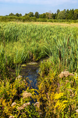 Foto auf Acrylglas Gelb Panoramic view of dense wetland vegetation of Bagno Calowanie Swamp wildlife reserve in Podblel village south of Warsaw in Mazovia region of Poland  © Art Media Factory