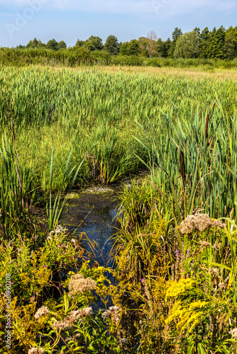 Panoramic view of dense wetland vegetation of Bagno Calowanie Swamp wildlife reserve in Podblel village south of Warsaw in Mazovia region of Poland