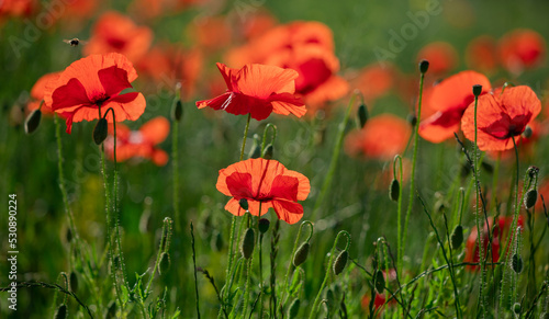 Field of poppy flowers papaver rhoeas in spring.