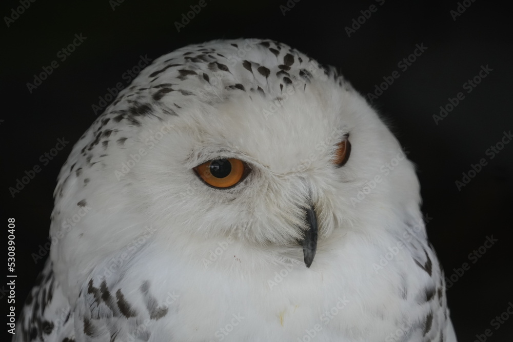 Fototapeta premium Snowy owl