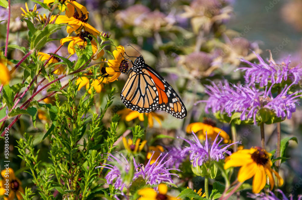 Naklejka premium Monarch Butterfly In The Native Plant Butterfly Garden